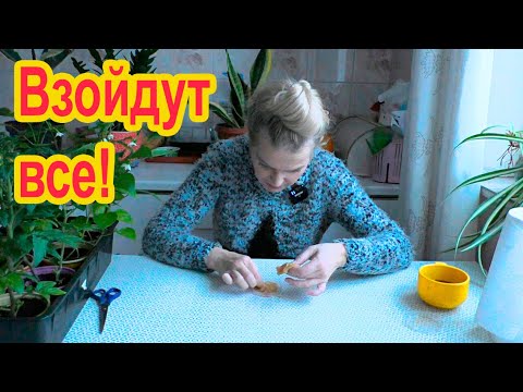 Видео: Как пробудить семена?