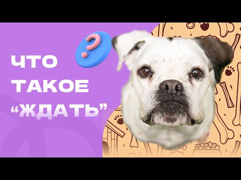 Видео: Научить собаку ЖДАТЬ. выдержка, разница между сидеть - ждать и просто ждать. собака учится ждать