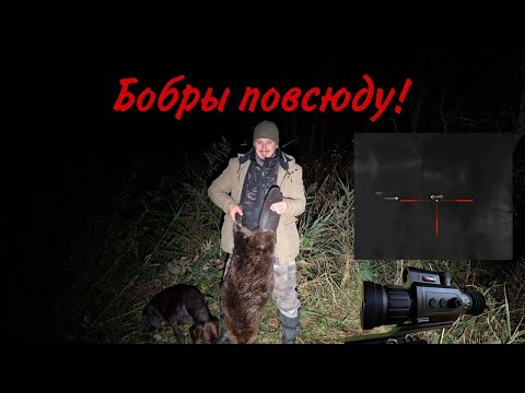 Видео: Добыл огромных бобров и не только!