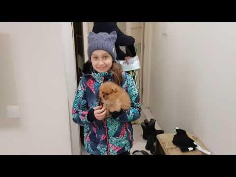 Видео: Померанский шпиц ! Встретили щенка шпица! Кошка Люська в шоке!