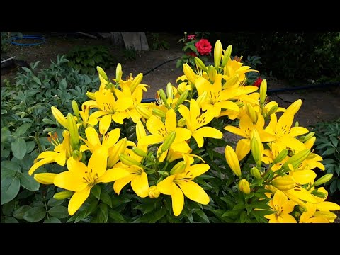 Видео: Цвітіння лілій та інших рослин