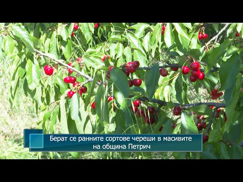 Видео: Берат се ранните сортове череши в масивите на община Петрич