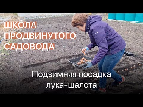 Видео: Подзимняя посадка лука-шалота. Школа продвинутого садовода