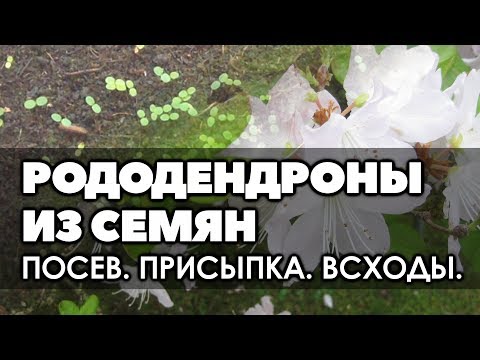 Видео: 🌱  Рододендрон из семян. | Часть 1.  Посев. Всходы.