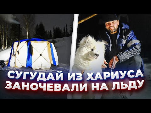 Видео: Приготовили хариуса / Ночь в палатке на льду / Рыбалка по-мужски #КАЮР