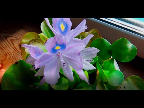 Видео: Гиацинт Аквариумный! Цветёт ОДИН ДЕНЬ!