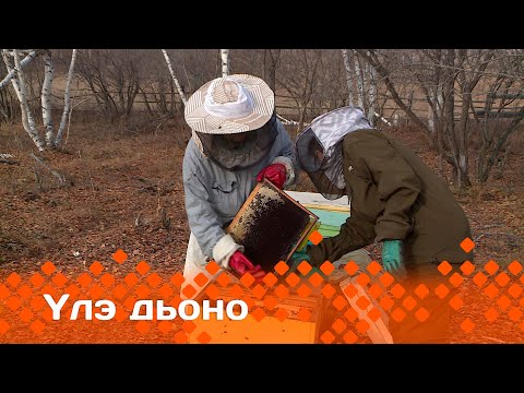 Видео: "Үлэ дьоно": Мырылаҕа мүөттээх ыҥырыа бизнеһэ (28.11.23)