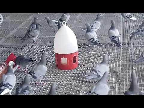 Видео: Социализация,кондиция,на гълъбите в Дерби Шаново!
