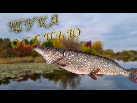 Видео: Щука Осенью