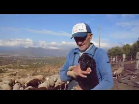 Видео: Документарен филм „Во потрага по карамани - Пелагонија, 2017“