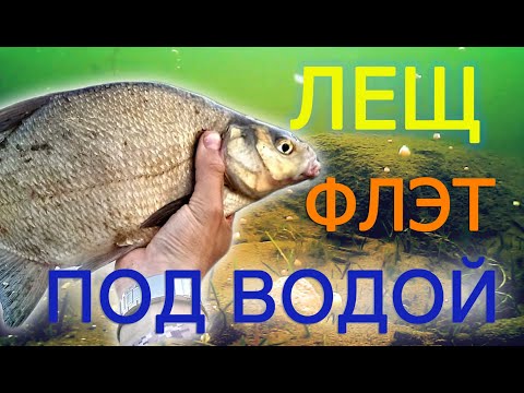 Видео: Лещ на ФЛЭТ под водой. Красивое видео