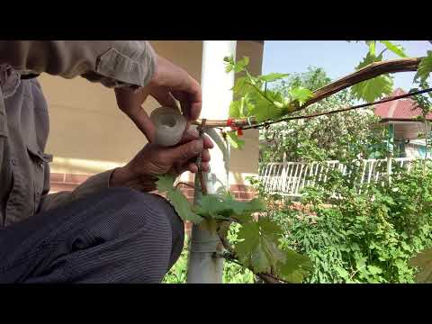 Видео: Жузум кыйыштыру Прививка винограда черным на зелёное