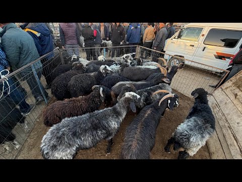 Видео: 2 ноября 2025 г. ТУРТКУЛЬ КУЙ БОЗОР НАРХЛАРИ САВДО АВЖИДА