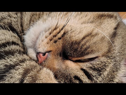 Видео: Ответы на ваши вопросы о кошках и собаках 07.09.25