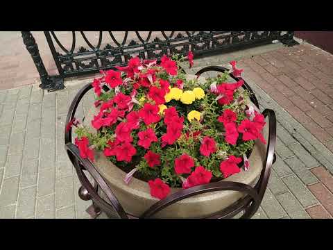 Видео: Лето в объективе. Полоцк - 2021.