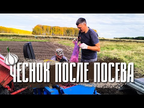 Видео: Проверка чеснока после посева | Фермерский рассказ | #чеснок #farming #деревня #сельскоехозяйство