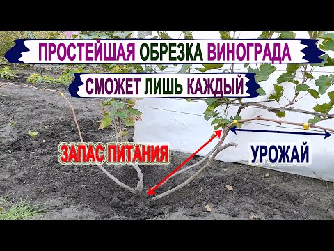 Видео: 🍇 Самая ПРОСТАЯ ОБРЕЗКА ВИНОГРАДА на УРОЖАЙ.  ПРОСТОЕ и ДОСТУПНОЕ объяснение. Поймет лишь каждый.