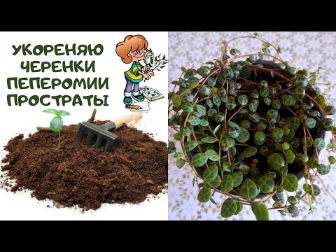 Видео: ПЕПЕРОМИЯ ПРОСТРАТА ( Peperomia prostrata). Размножение черенками. Способы укоренения в грунте