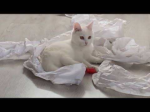 Видео: Малютка и дачники Мыр и Мартуся