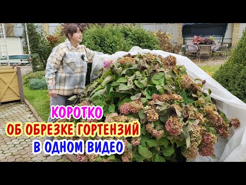 Видео: Как обрезать гортензии? Обрезка всех видов гортензий в одном видео!