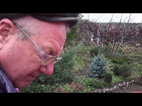 Видео: Продолжаю подкармливать ястреба в селе.