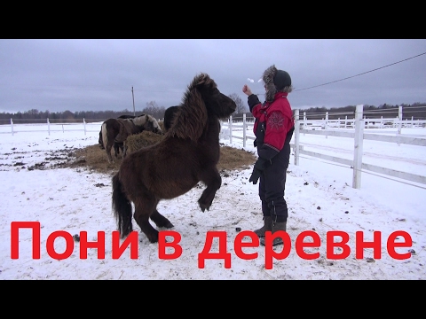 Видео: Как можно использовать пони в деревне.