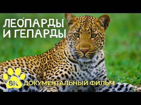 Видео: Леопарды и Гепарды - Грациозные хищники Африки - 4К Документальный фильм о природе