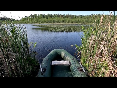 Видео: Черные ЩУКИ болота!!!