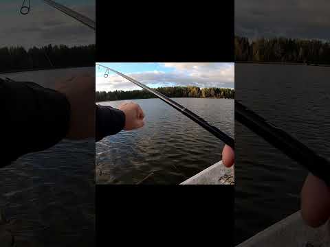 Видео: Столько усилий ради этого  #fishing  #pikes #pikefishing #рыбалка