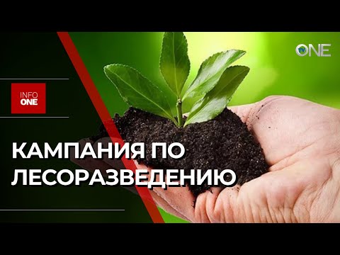 Видео: INFO ONE - НА ПЛОЩАДИ 4000 ГЕКТАРОВ БУДУТ ВЫСАЖЕНЫ 26 МИЛЛИОНОВ САЖЕНЦЕВ