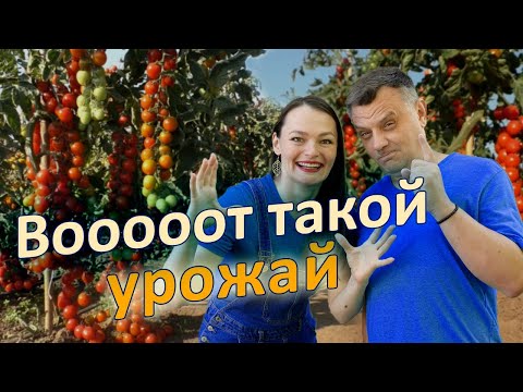 Видео: В августе подкорми ЭТИМ ОБЯЗАТЕЛЬНО!