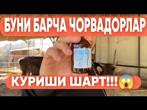 Видео: ҚОРАМОЛЛАРГА УЙ ШАРОИТИДА НИМА ИШЛАТСА БЎЛАДИ?! #молбозор #molboqishsirlari #2024 #romavetuz