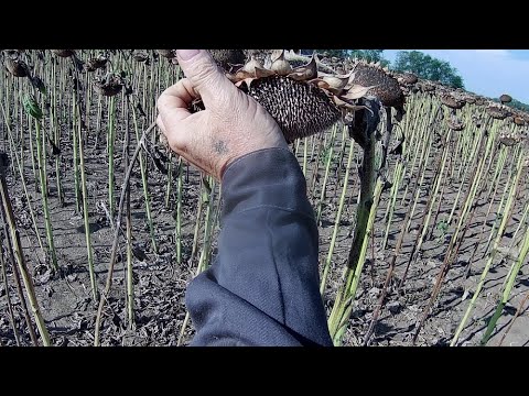 Видео: Уборка подсолнечника Туника Юлия и LG 5478