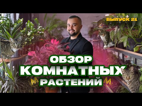 Видео: Комнатные растения в Казани! Обзор. Выпуск 21 #maxgreenhome