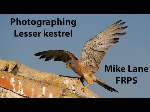 Видео: Фотосъемка птиц в Эль-Тарае, Испания; Часть 4. Малые пустельги.