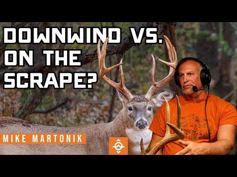 Видео: Стратегия имитации уборки подстилки, которая стабильно приносит урожай самцов