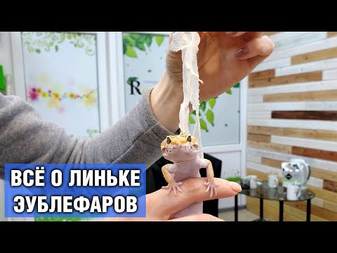 Видео: Линька эублефара — Как линяет геккон-эублефар, как помогать при линьке