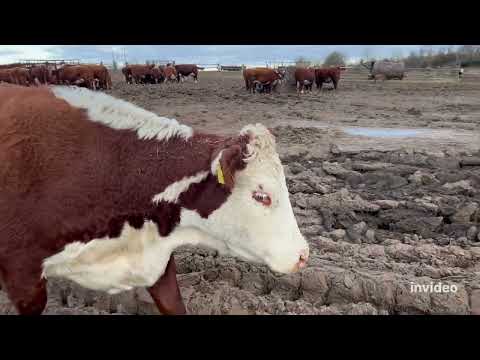 Видео: О планах,  реалиях и о Мае! #герефорд #ферма #бык #Май #хозяйство #планы #будни #фермерство #работа