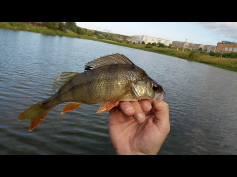 Видео: ВЫУЧИ ЭТУ ПРОВОДКУ И ВСЯ РЫБА ТВОЯ! СТРИТФИШИНГ, МОРМЫШИНГ