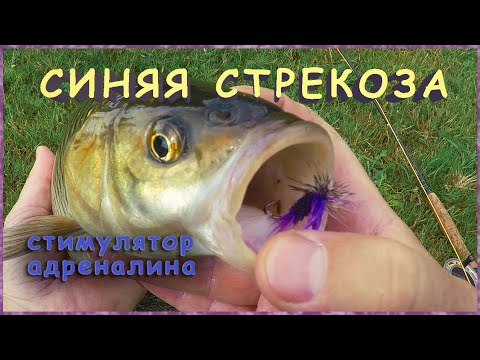 Видео: Синяя Стрекоза Стимулятор адреналина. Ловля Голавлей на мушку Стимулятор. Stimulator dry fly.