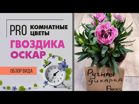 Видео: Гвоздика Оскар  - сортовая серия махровых гвоздичек |  Что сделать, чтобы гвоздика цвела дольше