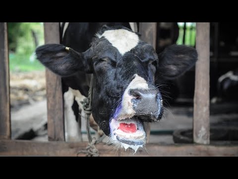 Видео: 🌺ТАБОБАТ ЛИЧЕНИ БЕМОРИ ДАХОНДАРД ОКСИЛ (ЯШУР)🌿
