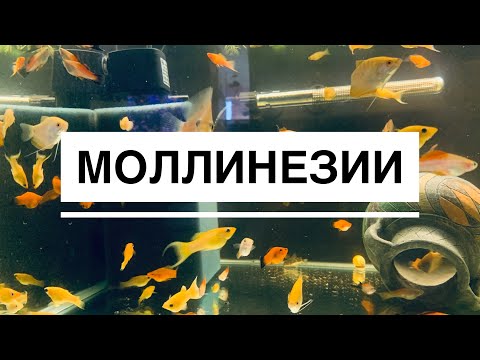 Видео: Моллинезии золотые