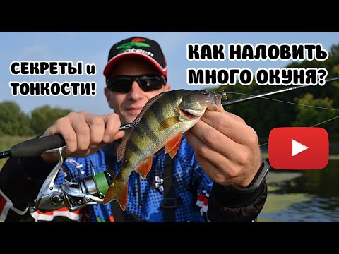 Видео: КАК НАЛОВИТЬ МНОГО ОКУНЯ? СЕКРЕТЫ и ТОНКОСТИ!