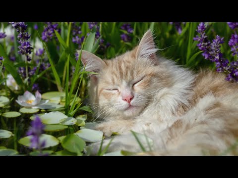 Видео: (Без рекламы) Мяу-мяу-мяу Feliz 🎶 | Расслабляющая музыка для кошек с мурлыканьем и звуками, снима...