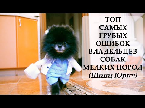 Видео: ТОП САМЫХ ГРУБЫХ ОШИБОК ВЛАДЕЛЬЦЕВ СОБАК МЕЛКИХ ПОРОД | Шпиц Юрич