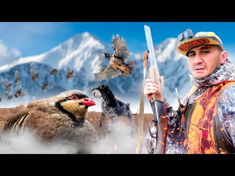 Видео: Таласка аңчылыкка келдик 🔥 2 күн / охота на кеклика