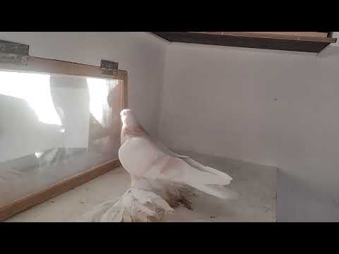 Видео: Бланьжевый на племя 6.11.2025 год.Германия