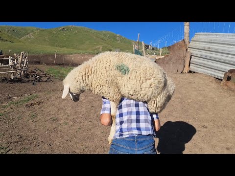 Видео: БАРАН НА ВЕРТЕЛЕ (Баран на Уке) В КАЗАХСТАНСКИХ ГОРАХ