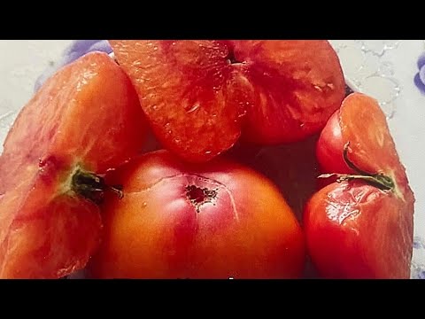 Видео: Сорта томатов ЧЕРРИ и АНАНАСЫ в моей коллекции. Смотрим и выбираем для следующего сезона. 